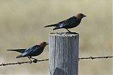 Brown-headed Cowbirdborder=