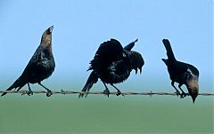 Brown-headed Cowbird