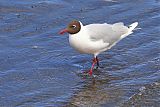 Brown-headed Gullborder=