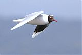 Brown-headed Gullborder=