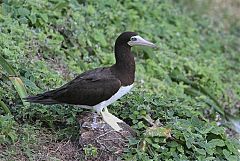 Brown Booby