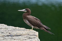 Brown Booby