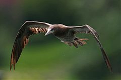 Brown Booby