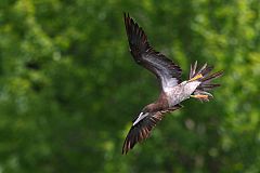 Brown Booby