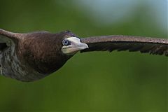 Brown Booby