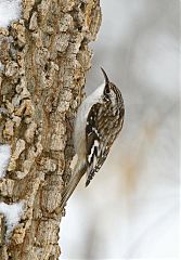 Brown Creeper