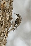 Brown Creeper