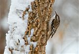 Brown Creeper