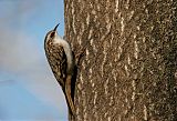 Brown Creeper