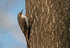 Brown Creeper