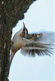 Brown Creeper