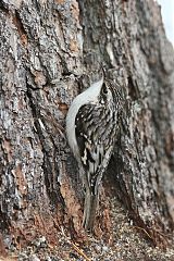 Brown Creeper