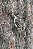 Brown Creeper