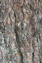 Brown Creeper