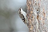 Brown Creeper