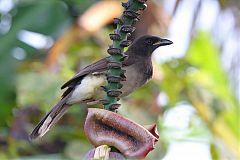 Brown Jay