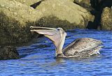 Brown Pelican