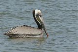 Brown Pelicanborder=