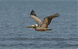 Brown Pelicanborder=