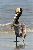 Brown Pelicanborder=