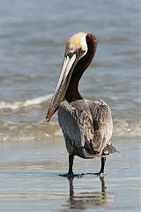 Brown Pelican