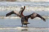 Brown Pelican