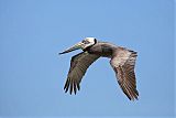 Brown Pelican