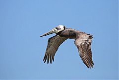 Brown Pelican