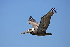 Brown Pelican