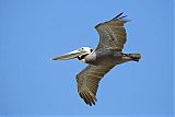 Brown Pelican