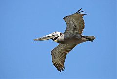 Brown Pelican