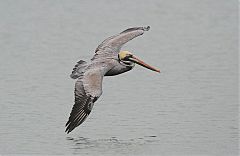 Brown Pelican