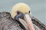 Brown Pelican