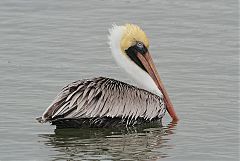 Brown Pelican