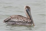 Brown Pelicanborder=