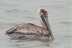 Brown Pelican