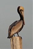 Brown Pelican