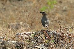 Brown Rock Chat