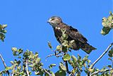 Brown Snake-Eagle