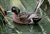 Brown Teal