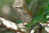 Brown Thrasher