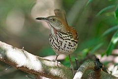 Brown Thrasher