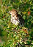 Brown Thrasher