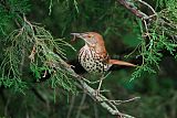 Brown Thrasherborder=