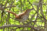 Brown Thrasherborder=