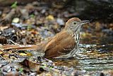 Brown Thrasherborder=