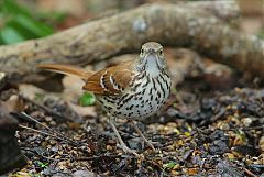 Brown Thrasher