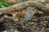 Brown Thrasherborder=