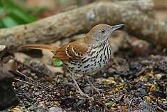 Brown Thrasher