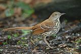 Brown Thrasherborder=